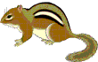 chipmunk